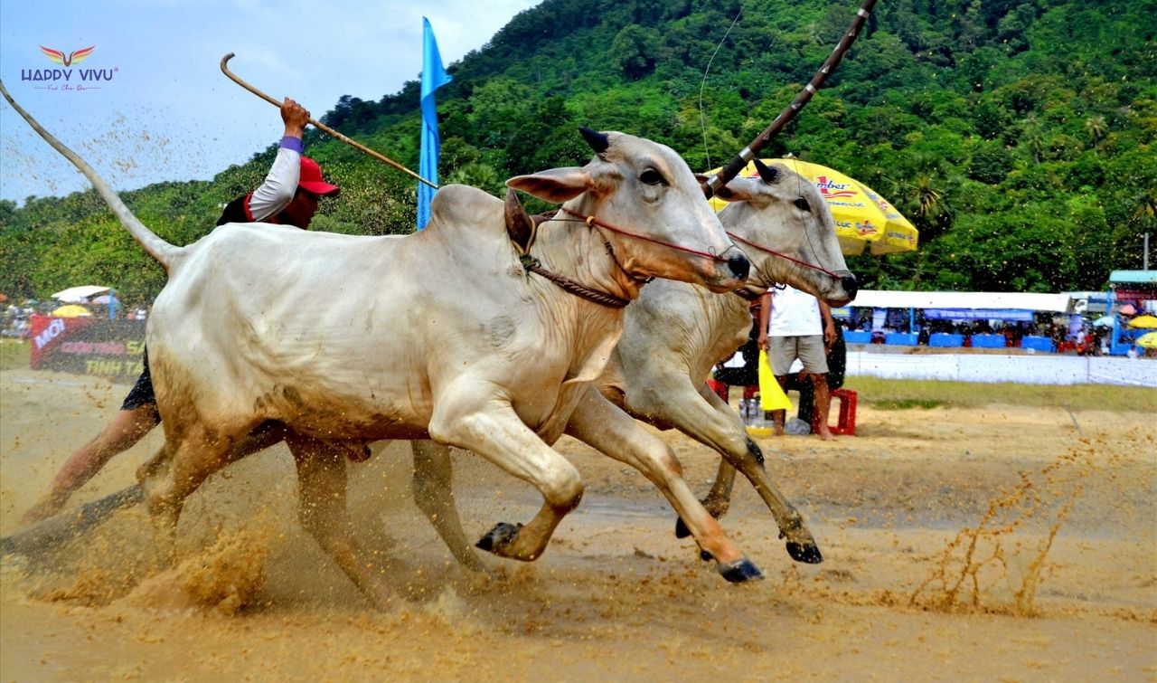 Lễ hội đua bò