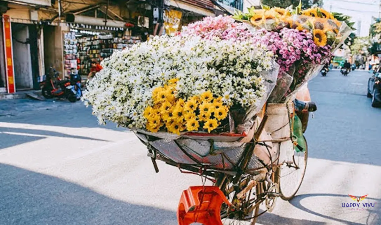 Hoa cúc họa mi