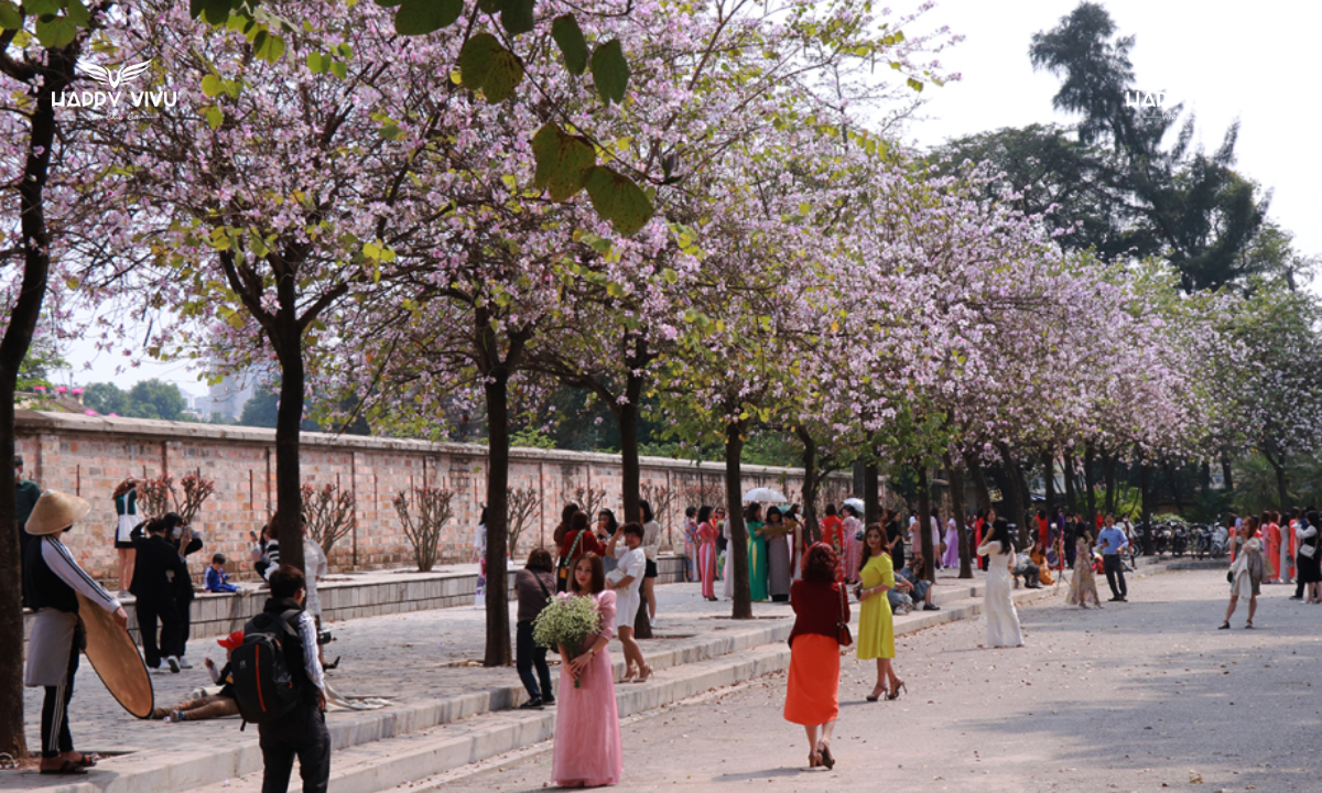 Hoa ban nở rộ các cung đường