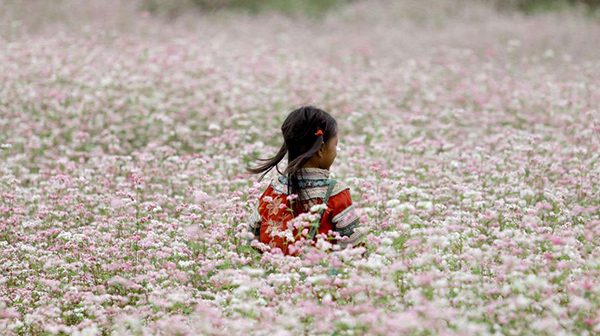 Điểm ngắm hoa tam giác mạch ở Hà Giang - Lũng Cú
