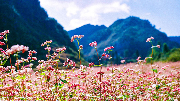 Điểm ngắm hoa tam giác mạch ở Hà Giang - Lũng Cú