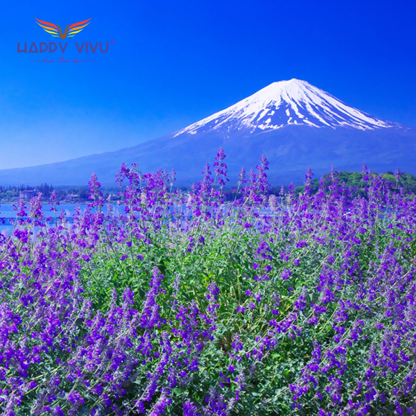 Tour Du Lịch Nhật Bản Mùa Hoa Anh Đào Núi Phú Sĩ
